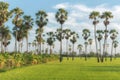 Blurred sugar palm trees on the paddy field