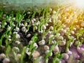 Blurred sugar snap pea young plants sprouting in the morning