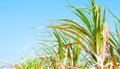 Blurred sugarcane leaf for background, sugar cane leaves in plantation blur image, fresh green blur sugarcane leaves