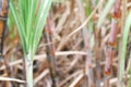 Blurred sugar cane plantations farm for background, the tree cane field sugarcane blur background, sugarcane agriculture