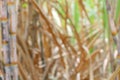 Blurred sugar cane plantations farm for background, the tree cane field sugarcane blur background, sugarcane agriculture