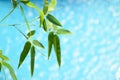 Blurred summer background with bamboo leaves and blue water swimming pool. Royalty Free Stock Photo