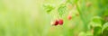 Blurred Summer background with Branch of raspberry berries