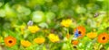 Blurred summer background with Marigold flowers field and butterflies in sunlight Royalty Free Stock Photo