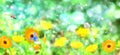 Blurred summer background with Marigold flowers field and butterflies in sunlight Royalty Free Stock Photo