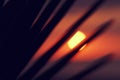 Blurred Summer tropical sun disk background at sunset through palm branch on the background of the sea and colorful evening sky. Royalty Free Stock Photo