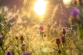 Blurred sunrise on a summer meadow