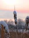 Blurred sunset winter landscape with black silhouettes dried cattails covered with snow