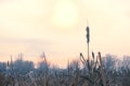 Blurred sunset winter landscape with black silhouettes dried cattails covered with snow