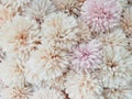 Blurred of sweet flowers in pastel color style on soft blur bokeh texture for background Royalty Free Stock Photo