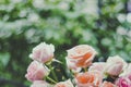 Soft Pastel Bliss: Blurred Rose Flowers in Bokeh Texture Creating a Dreamy Background