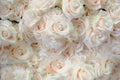 Blurred of sweet rose in pastel color style on soft blur bokeh texture for background Royalty Free Stock Photo