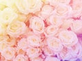 Blurred of sweet roses in pastel color style on soft blur bokeh texture for background Royalty Free Stock Photo