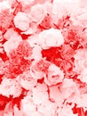 Blurred of sweet roses in pastel color style on soft blur bokeh texture for background Royalty Free Stock Photo