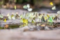 Blurred Tailed Jay and Orange Gull butterflies in green forest. Royalty Free Stock Photo