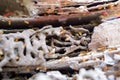 Blurred - Termites damaged to the books