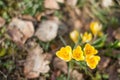 Blurred top view of crocus flowers over soft dead leaves Royalty Free Stock Photo