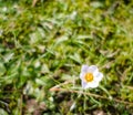 Blurred top view of purple crocus flower, soft grass background