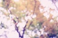 Blurred tree background - vintage tone