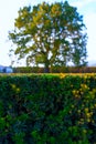 Blurred tree behind vibrant green hedge Royalty Free Stock Photo