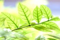 Blurred tropical plant leaves with sunlight for background backdrop