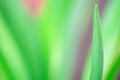 Blurred tulip leaf background Royalty Free Stock Photo