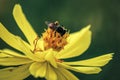 Blurred unclear nature background bee or honeybee on yellow flower collects nectar. Golden honeybee on flower pollen