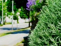 Blurred urban street background with purple Lavender and green trees Royalty Free Stock Photo