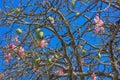 Vibrant Pink Ceiba Speciosa or Silk Floss Tree Flowers in the Sunlight of Buenos Aires, Argentina, South America