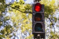 Red color on traffic light with beautiful blue sky and yellow leaves in background Royalty Free Stock Photo