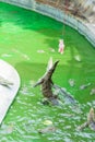 Blurred view of crocodile leapt up eat meat piece.