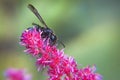 Blurred wasp collects nectar on pink flower in summer Royalty Free Stock Photo