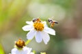 Blurred white bidens pilosa flower blooming with bees drinking nectar in garden background Royalty Free Stock Photo