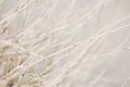 Blurred white dried desert plant background