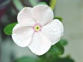 Blurred white flora flower in garden ,periwimkle madagascar with water drops with soft focus and blur background ,macro imge Royalty Free Stock Photo