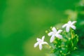 Blurred white sampaguita jasmine flower blooming with bud inflorescence and green leaves in nature garden background Royalty Free Stock Photo