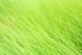 Blurred wild green tall grass as a background. Beautiful blur natural pattern Royalty Free Stock Photo