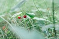 Wild strawberry bush with two tasty ripe red berries and green leaves grow in grass in wild meadow. Copy space. Macro. Royalty Free Stock Photo