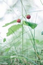 Wild strawberry bush with two tasty ripe red berries and green leaves grow in grass in wild meadow. Copy space, vertical Royalty Free Stock Photo