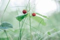 Wild strawberry bush with two tasty ripe red berries and green leaves grow in grass in wild meadow. Copy space. Macro. Royalty Free Stock Photo