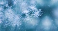 Blurred winter background with dry plants covered hoarfrost in winter morning