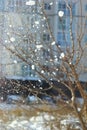 Blurred winter vertical background with a tree and snow falling Royalty Free Stock Photo