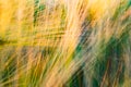 Blurred yellow abstract background with a predominance of lines Royalty Free Stock Photo