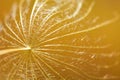 Blurred yellow-orange dandelion seed background. Abstract blurred natural background