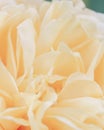 Blurred yellow roses flowers background. Abstract flower backdrop. Macro of pink petals texture, soft dreamy image. Royalty Free Stock Photo