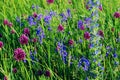 Blurrred image of green meadow.  Abstract nature background. Cropped shot of field. Royalty Free Stock Photo