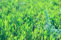 Blurrred image of green meadow.  Abstract nature background. Cropped shot of field. Royalty Free Stock Photo