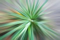 Blurry abstract background of green pandanus leaves or prickly pandanus. Pandanus leaf background in blur motion effect.