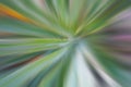 Blurry abstract background of green pandanus leaves or prickly pandanus. Natural blur leaf floral pattern backgrounds. Top view