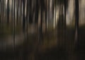 Blurry abstract trees in woods